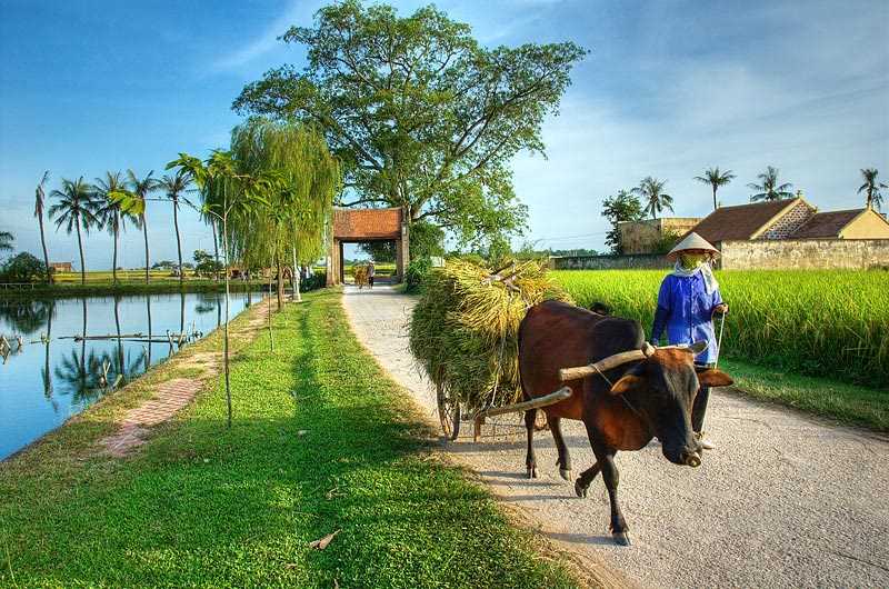 Duong Lam Ancient Village